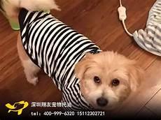 狗狗不吃狗粮但吃其他东西